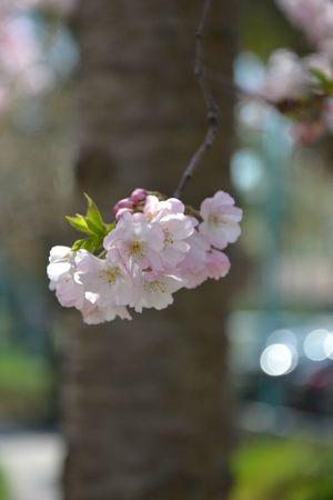 H A N A M I ! ! ! DSC_4768