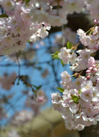 H A N A M I ! ! ! DSC_4760 - Copie