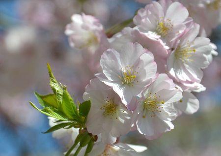 H A N A M I ! ! ! DSC_4766 - Copie