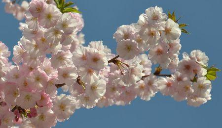 H A N A M I ! ! ! DSC_4784