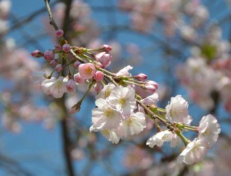 H A N A M I ! ! ! DSC_4759