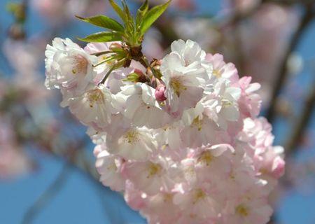 H A N A M I ! ! ! DSC_4757