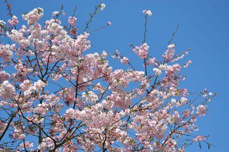 H A N A M I ! ! ! DSC_4756