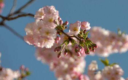 H A N A M I ! ! ! DSC_4781