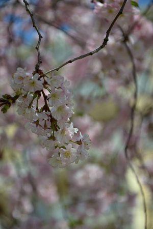 H A N A M I ! ! ! DSC_4764