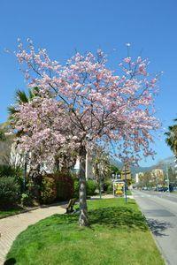 H A N A M I ! ! ! DSC_4754