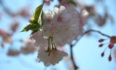 H A N A M I ! ! ! DSC_4770