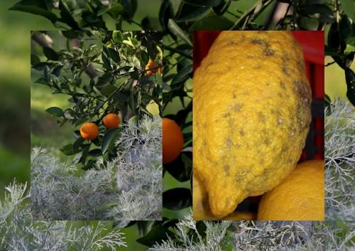 Y a pas que les anglais ............. autour du puits.jpg