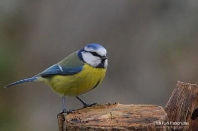 Astuce : photographier les oiseaux dans son jardin