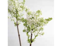 Syringa_02 Syringa_02