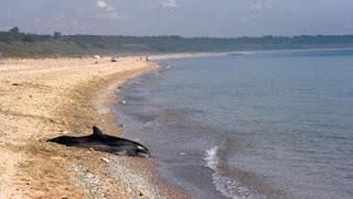 615 dauphins trouvés morts au Pérou