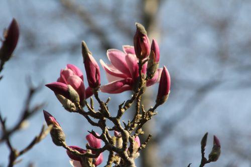 Magnolia x soulangeana 4 gb 25 mars 2012 123.jpg