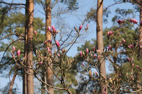 Magnolia x soulangeana 6 gb 25 mars 2012 130.jpg