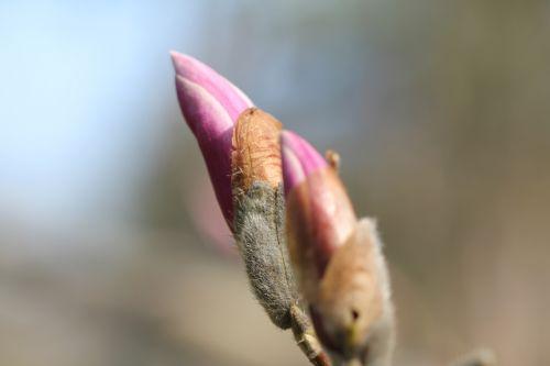 Magnolia x soulangeana 8 gb 25 mars 2012 128.jpg