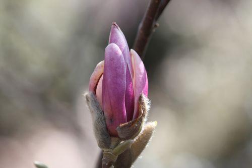 Magnolia x soulangeana 7 gb 25 mars 2012 127.jpg