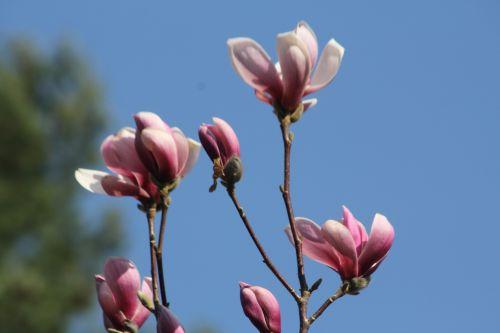 Magnolia x soulangeana 3 gb 25 mars 2012 131.jpg