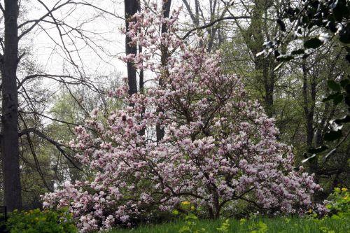 Magnolia x soulangeana 1 magnolia 13 avril 020.jpg