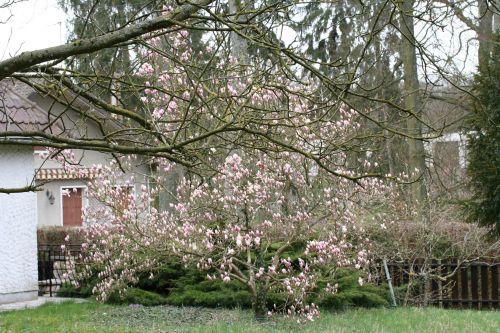 Magnolia x soulangeana 2 magnolia 24 mars 012.jpg