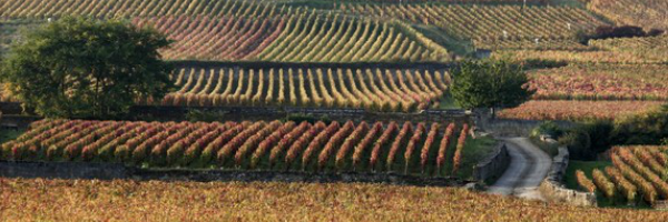 Les climats du vignoble de bourgogne candidats au patrimoine mondial de l’Unesco