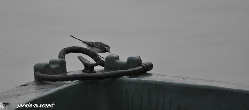 Envol de la Bergeronnette au dessus de la Loire... Bergeronnette grise