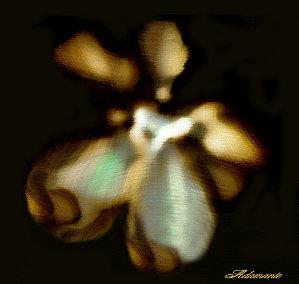 Giroflées, giroflées La fée des bois