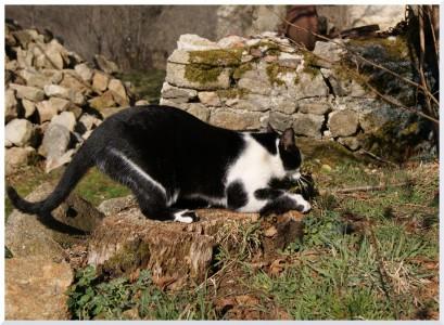 SONY DSC Chat au travail !!!!