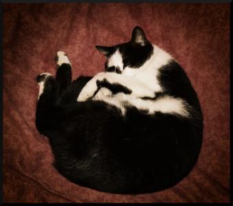 SONY DSC Chat au travail !!!!