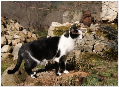 SONY DSC Chat au travail !!!!