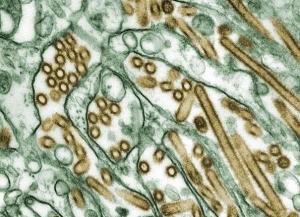 SUPERVIRUS H5N1: Les chercheurs livrent leurs premières «mutations» – Nature