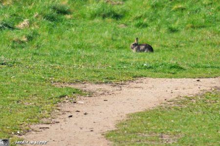 Les roselières du Loiret à Saint-Hilaire-Saint-Mesmin... Lapin-de-garenne