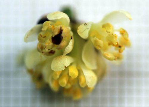 Laurus nobilis, les fleurs du mâle laurus 8 avril 2012 045.jpg