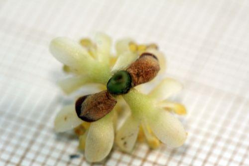 Laurus nobilis, les fleurs du mâle laurus 8 avril 2012 058.jpg