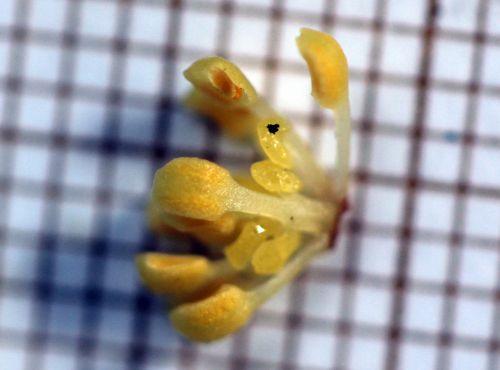 Laurus nobilis, les fleurs du mâle laurus 8 avril 2012 066.jpg