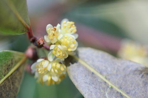 Laurus nobilis, les fleurs du mâle 2 laurus 8 avril 2012 027.jpg