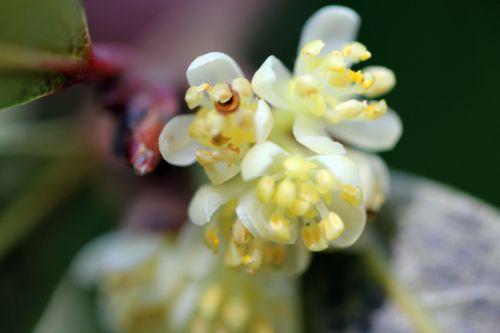 Laurus nobilis, les fleurs du mâle 3 laurus 8 avril 2012 032.jpg