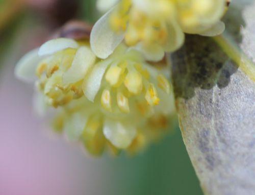 Laurus nobilis, les fleurs du mâle 4 laurus 8 avril 2012 037.jpg