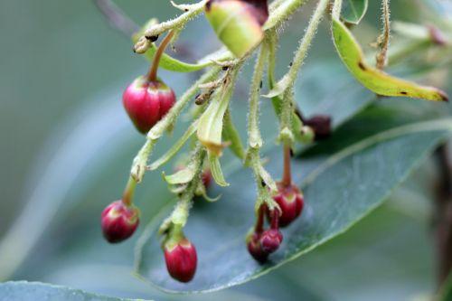 Arbutus 'Marina' refleurit 2 arbutus marina 9 avril 2012 003.jpg
