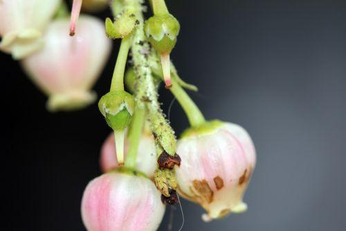Arbutus 'Marina' refleurit 9 arbutus marina 9 avril 2012 015.jpg