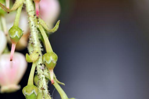Arbutus 'Marina' refleurit 10 arbutus marina 9 avril 2012 014.jpg