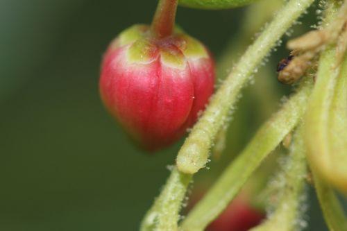 Arbutus 'Marina' refleurit 6 arbutus marina 9 avril 2012 006.jpg