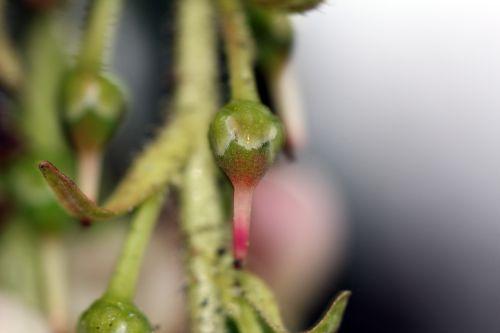 Arbutus 'Marina' refleurit 12 arbutus marina 9 avril 2012 012.jpg