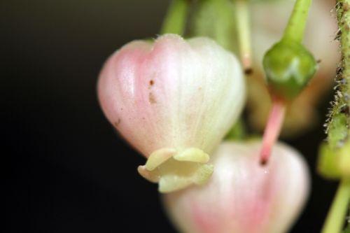 Arbutus 'Marina' refleurit 7 arbutus marina 9 avril 2012 010.jpg