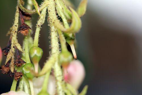 Arbutus 'Marina' refleurit 4 arbutus marina 9 avril 2012 017.jpg