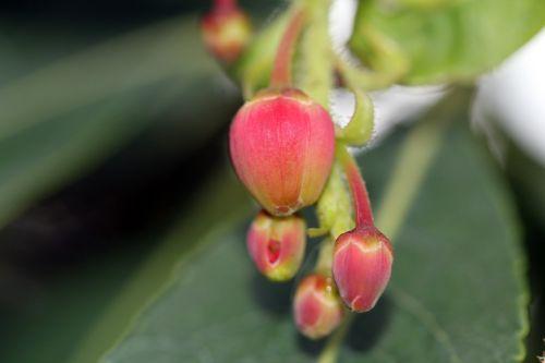 Arbutus 'Marina' refleurit 5 arbutus marina 9 avril 2012 019.jpg