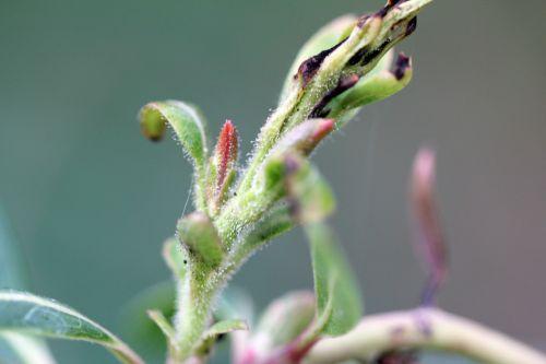 Arbutus 'Marina' refleurit 3 arbutus marina 9 avril 2012 023.jpg