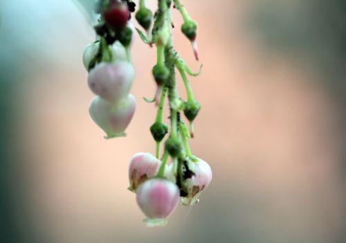 Arbutus 'Marina' refleurit 1 arbutus marina 9 avril 2012 002.jpg