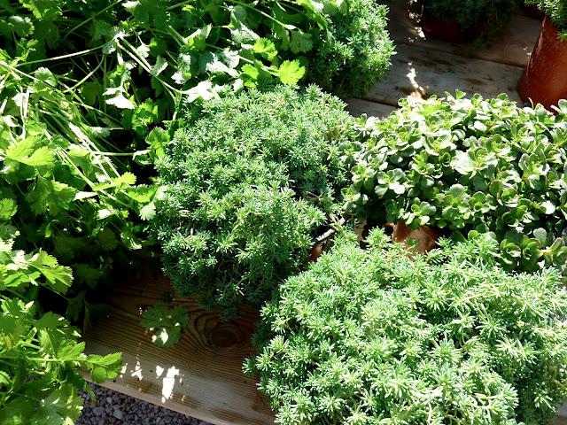 Vert et Rouge herbes aromatiques