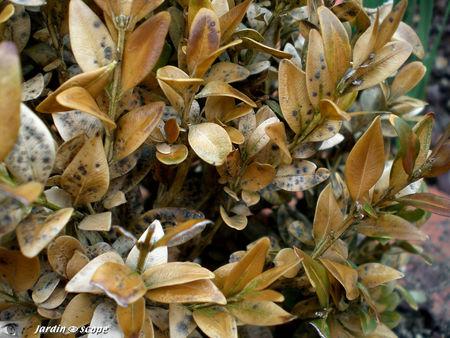Agents pathogènes et ravageurs du buis Buis_malade
