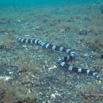 Serpent marin annelé (Lembeh, Sulawesi Nord, Indonésie)