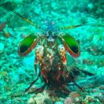 Crevette mantis sortie de sa tanière (Lembeh, Sulawesi Nord, Indonésie)